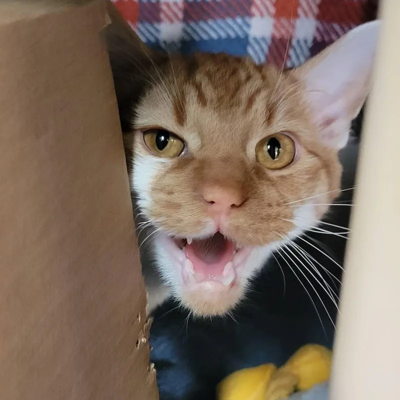 Garfield thumbnail 2