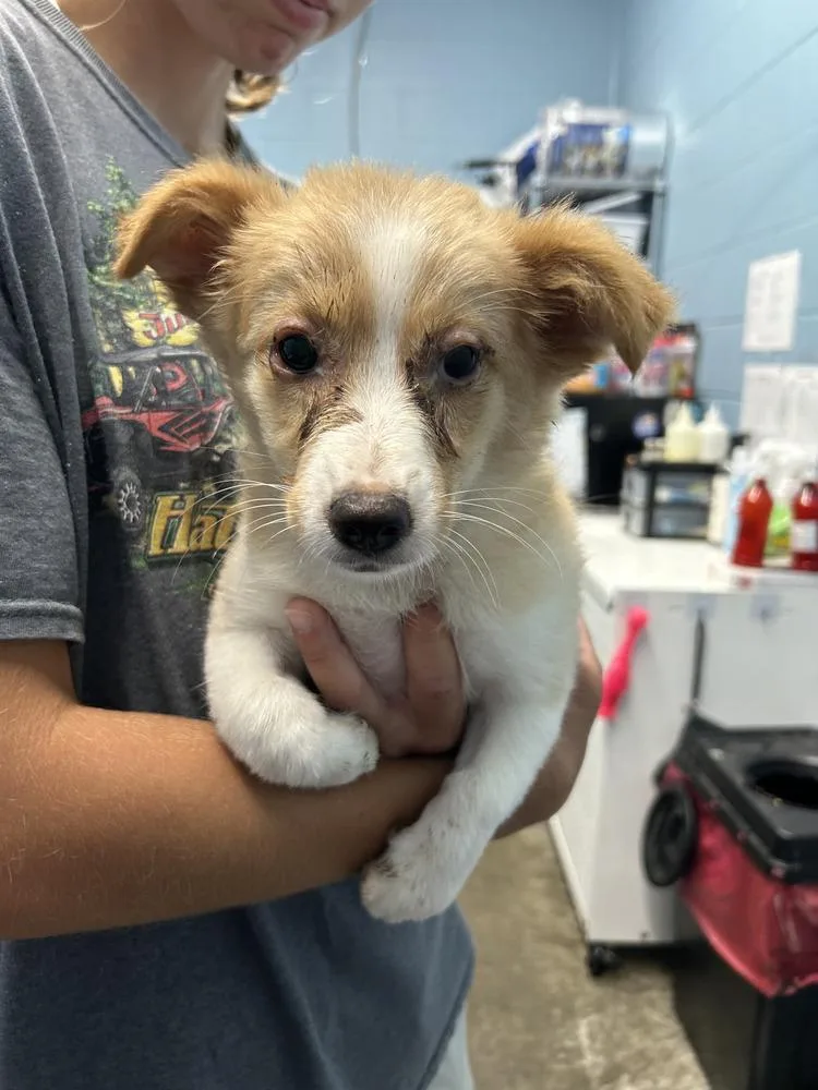 A baby medium-sized female Collie dog named Gummy for adoption in Evansville, IN