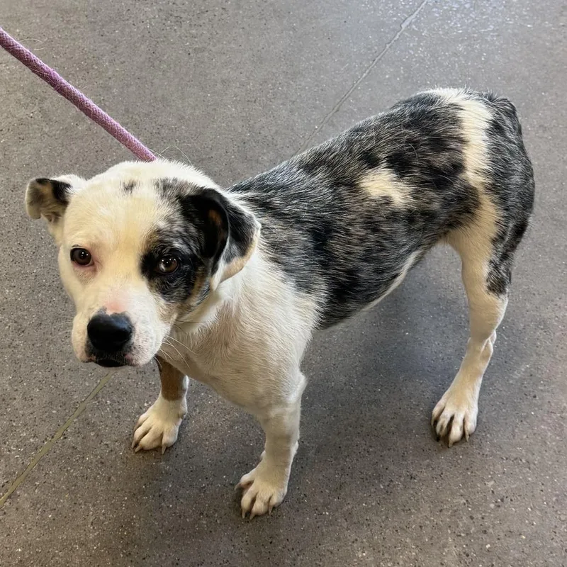 An adult medium-sized female Black Mixed Breed dog named Bebs for adoption in Las Cruces, NM