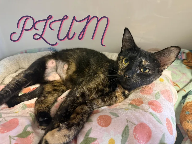 An adult medium-sized female Torbie Domestic Short Hair cat named Plum for adoption in Orleans, VT