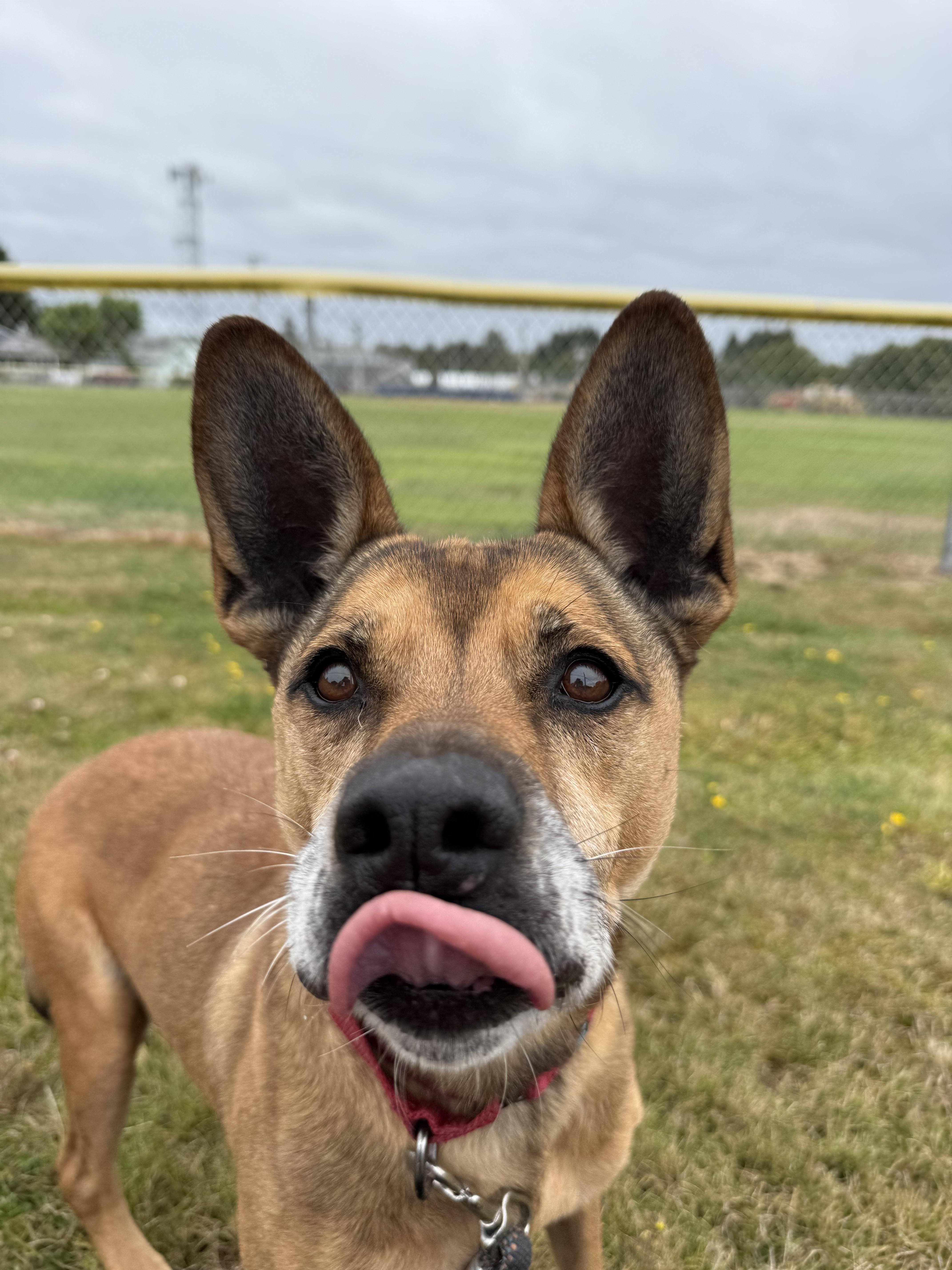 An adult medium-sized male Cattle Dog dog named Rook for adoption in Long Beach, WA