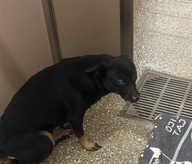 An adult small-sized female Feist dog named Sally for adoption in Clyde, NC