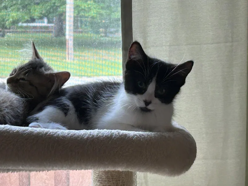 A baby medium-sized male Black & White / Tuxedo Domestic Short Hair cat named Rocky Road for adoption in Walled Lake, MI