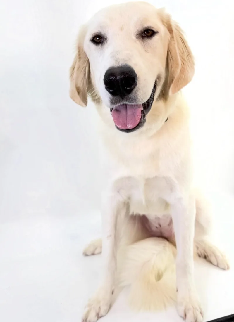 A young large-sized female Great Pyrenees dog named Goldie for adoption in Scottsdale, AZ