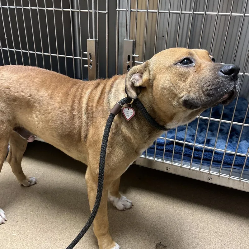 An adult large-sized male Yellow / Tan / Blond / Fawn Mixed Breed dog named Corporal for adoption in Chattanooga, TN