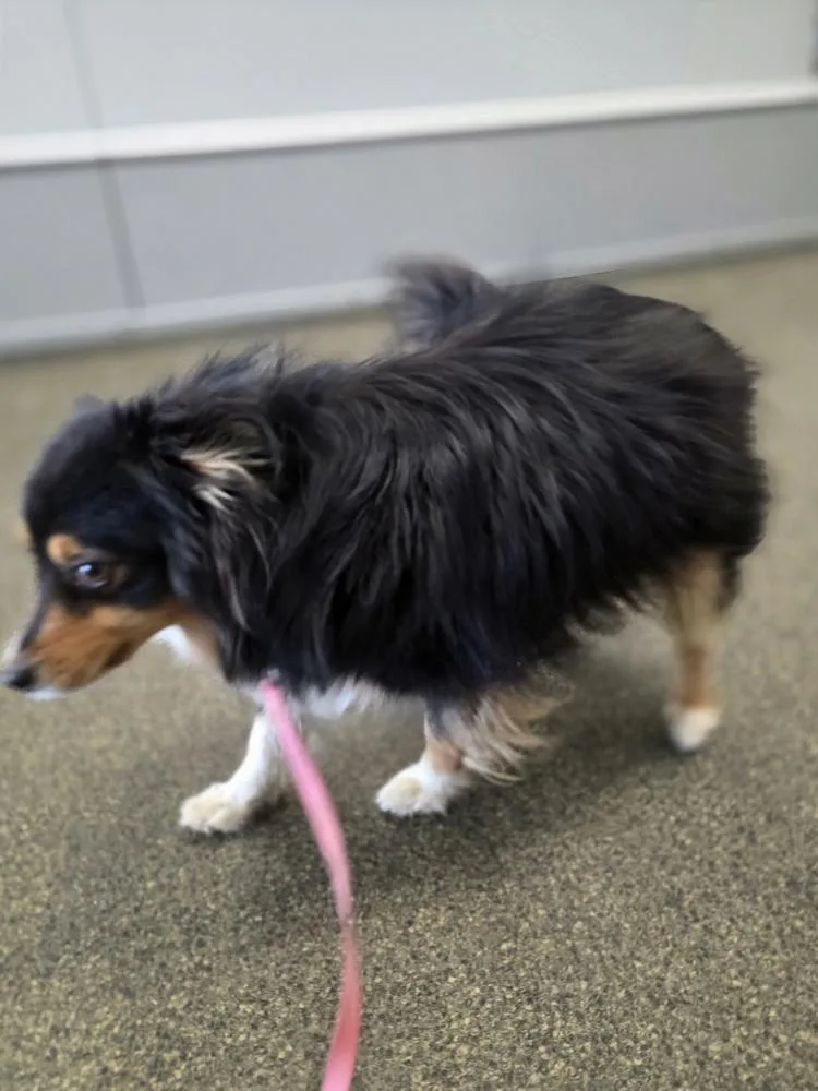 Lil Buddy thumbnail 3