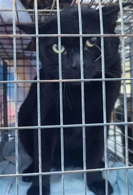 An adult large-sized male Domestic Short Hair cat named Butch for adoption in Fort Lauderdale, FL