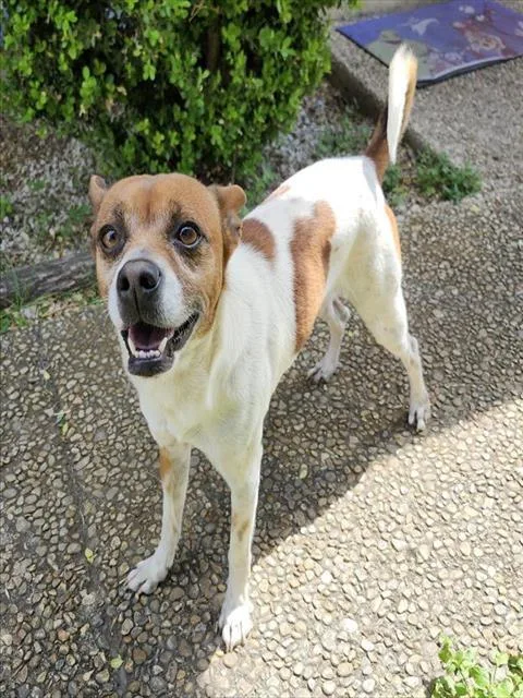 An adult small-sized male Terrier dog named Chato for adoption in San Antonio, TX