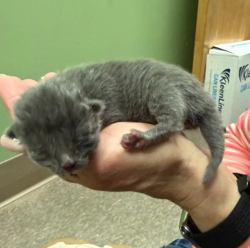 A baby small-sized male Domestic Short Hair cat named Dusty for adoption in La Porte, IN