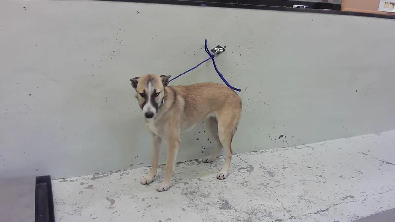 A young medium-sized female Belgian Shepherd / Malinois dog named Wynona for adoption in Houston, TX