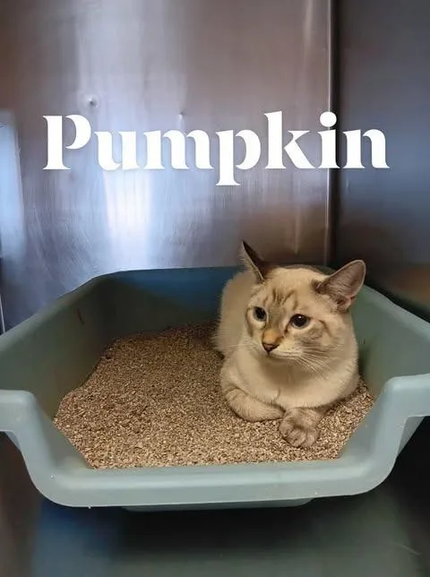Pumpkin