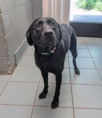 An adult medium-sized female Black Mixed Breed dog named Kpop for adoption in Nashville, TN