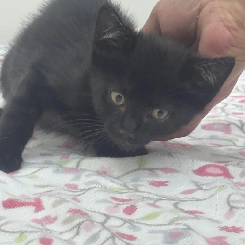 A baby medium-sized female Black Domestic Short Hair cat named Diva for adoption in Sonora, CA
