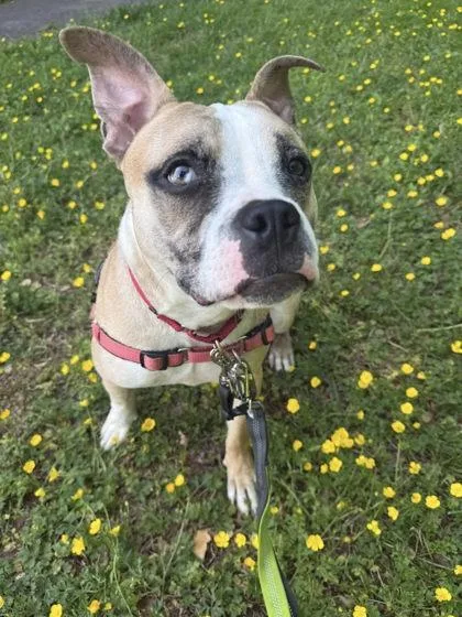 An adult medium-sized male Mixed Breed dog named Bookmark for adoption in Fairfax, VA