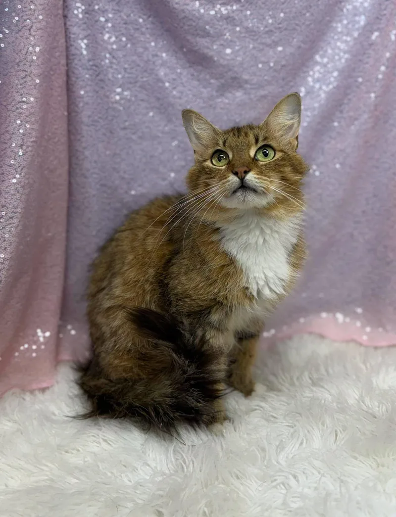 An adult medium-sized female Domestic Medium Hair cat named Annie Oakley for adoption in Clarkesville, GA