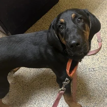 A young medium-sized female Coonhound dog named Clover for adoption in Merriam, KS