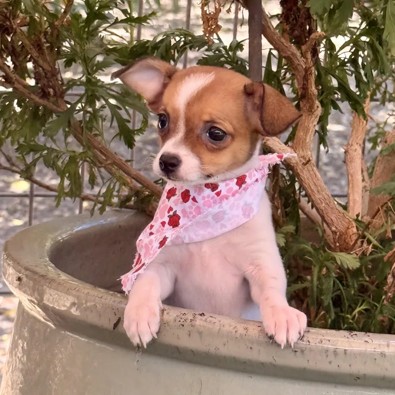 A baby small-sized female Brown / Chocolate Chihuahua dog named Chickadee for adoption in modesto, CA