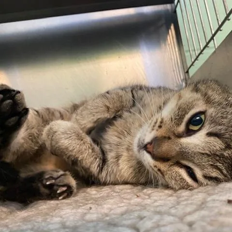 A senior small-sized female Brown / Chocolate Domestic Short Hair cat named Muffin for adoption in Dayton, OH