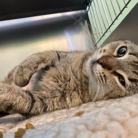 Muffin thumbnail 2