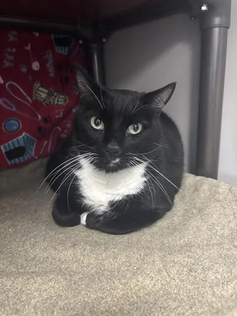 An adult small-sized male Domestic Short Hair cat named Maverick for adoption in Kalamazoo, MI