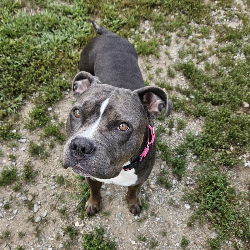 An adult medium-sized female Pit Bull Terrier dog named Moody for adoption in Concord, NH