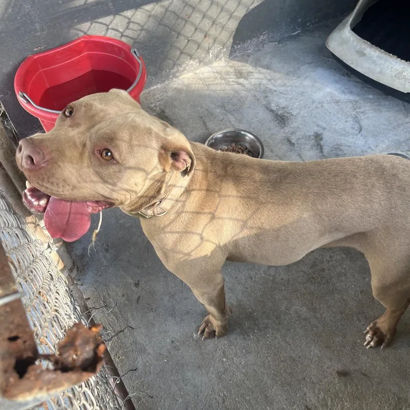 An adult medium-sized female Red / Chestnut / Orange Pit Bull Terrier dog named Lavender for adoption in Clanton, AL