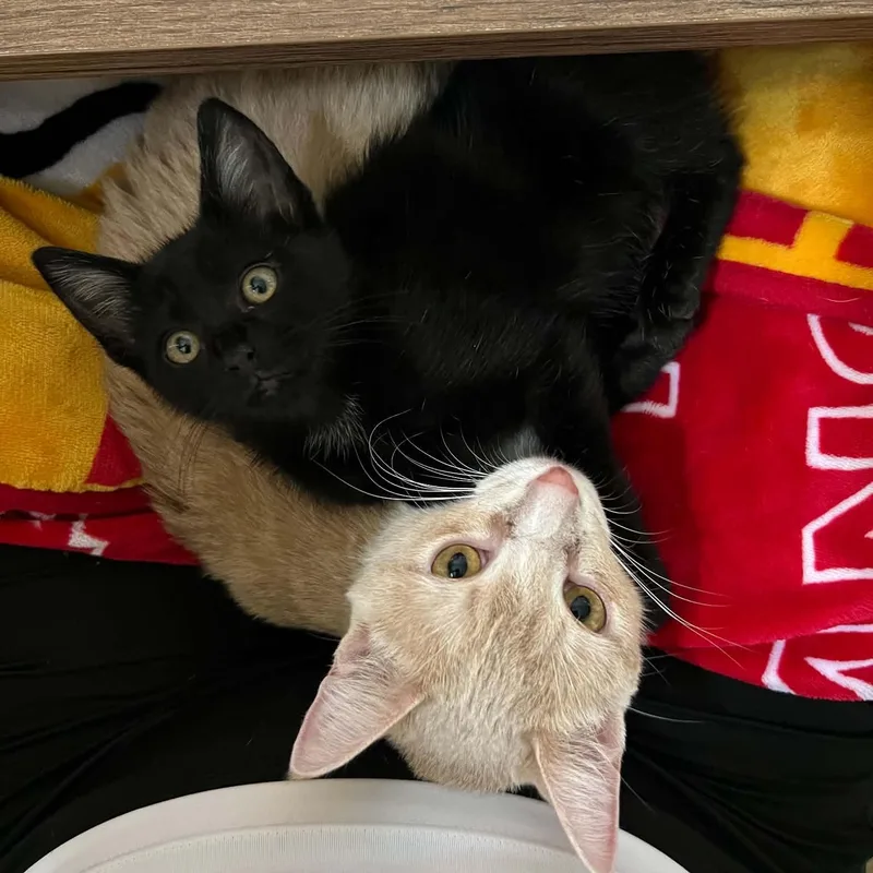 A young medium-sized female Buff & White Domestic Short Hair cat named Sunny for adoption in Sedalia, MO