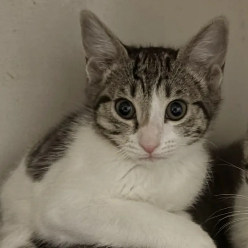 A baby small-sized female Tabby (Brown / Chocolate) Domestic Short Hair cat named Sally for adoption in Antioch, CA