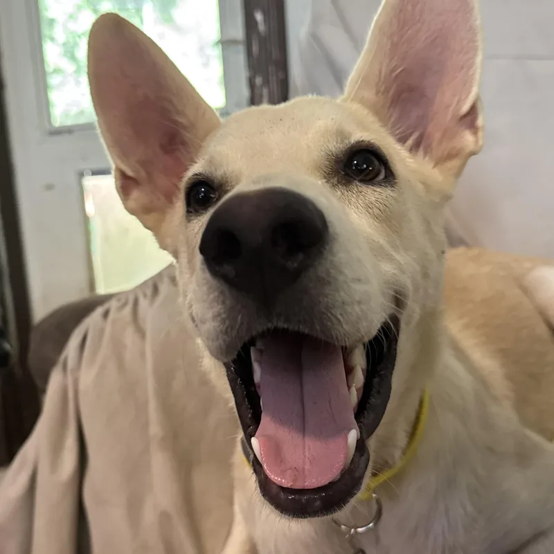 A young large-sized male Carolina Dog dog named Cujo for adoption in Ragland, AL