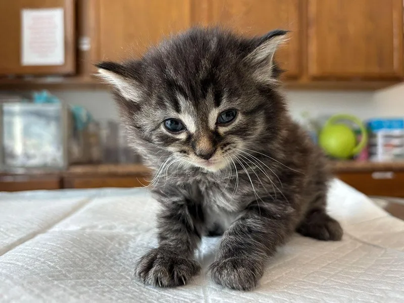 A baby small-sized female Domestic Long Hair cat named Nefertiti for adoption in Powell, OH
