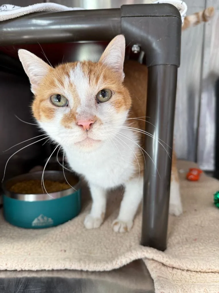 Little Lion Man Il thumbnail 2