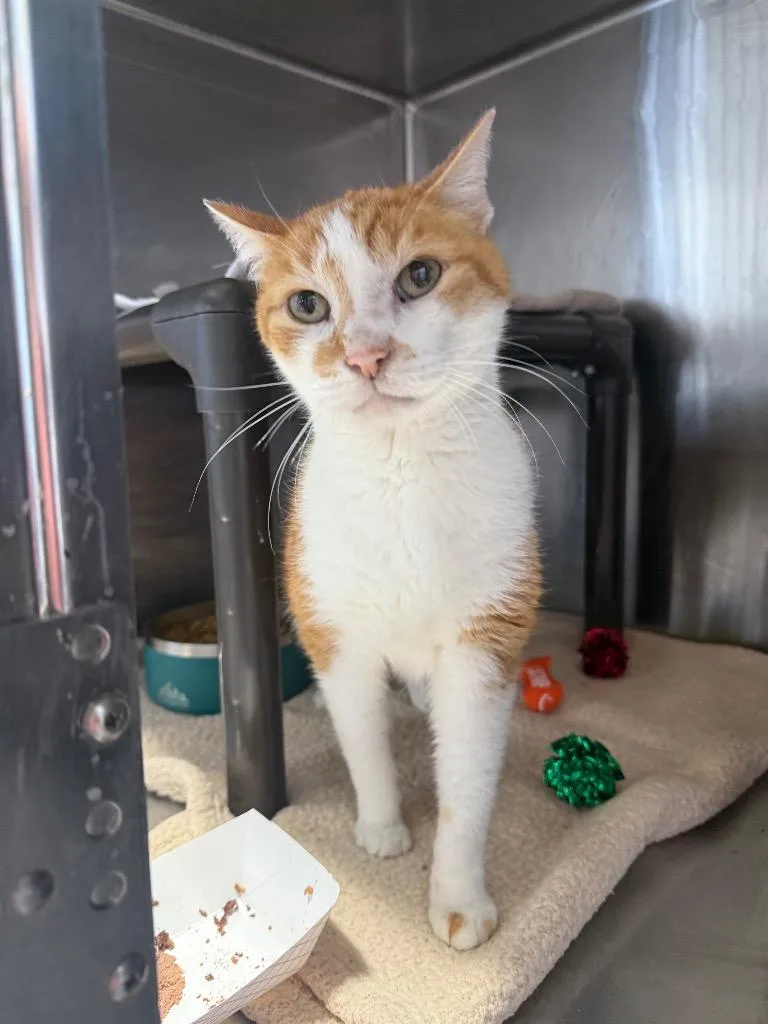 Little Lion Man Il thumbnail 3