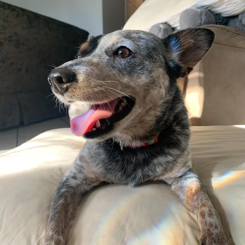 An adult medium-sized female Gray / Blue / Silver Australian Cattle Dog / Blue Heeler dog named Penny Lane for adoption in New Orleans, LA