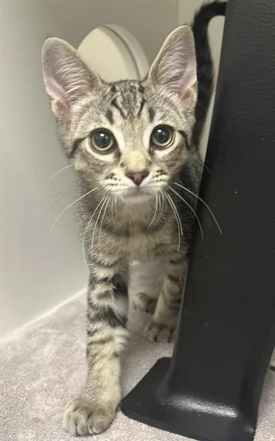 A baby small-sized male Domestic Short Hair cat named Crumble for adoption in Ontario, CA