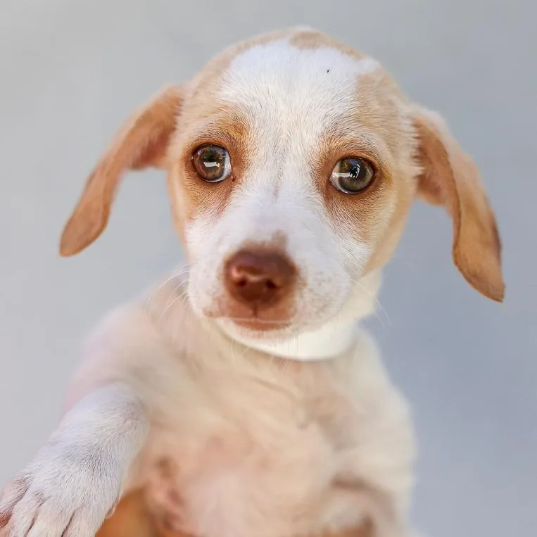 A baby medium-sized female White / Cream Mixed Breed dog named Maple for adoption in Bradenton, FL