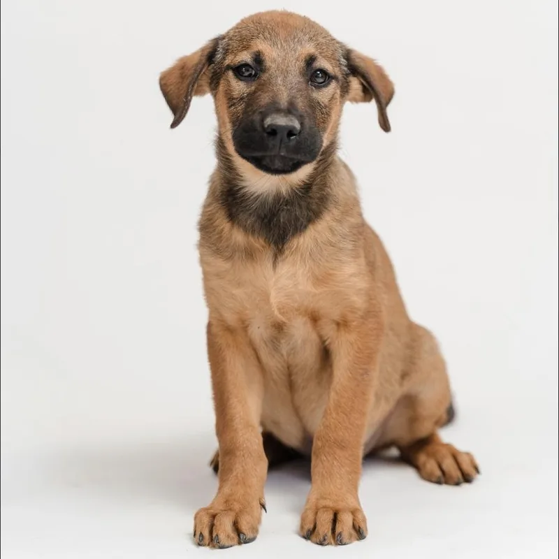 A baby medium-sized male Bicolor Shepherd dog named Jack for adoption in Manvel, TX