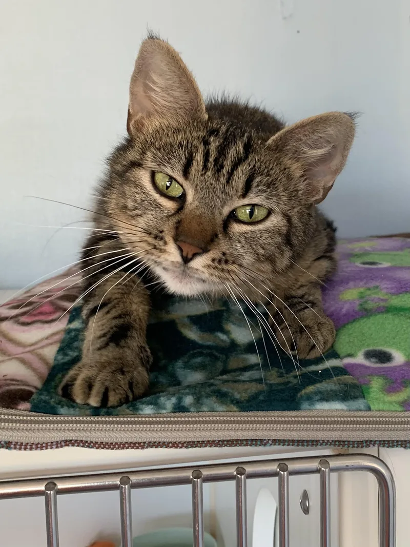 An adult medium-sized female Tabby (Brown / Chocolate) Domestic Short Hair cat named Purrtron for adoption in Grass Valley, CA