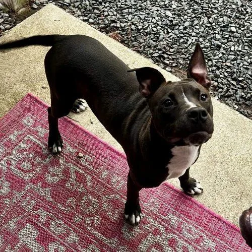 Lucy Lu thumbnail 4
