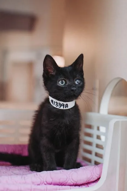 A baby small-sized male Domestic Short Hair cat named A Kareoke for adoption in North Charleston, SC