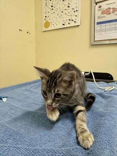 A baby small-sized male Domestic Short Hair cat named Bach for adoption in Fremont, CA