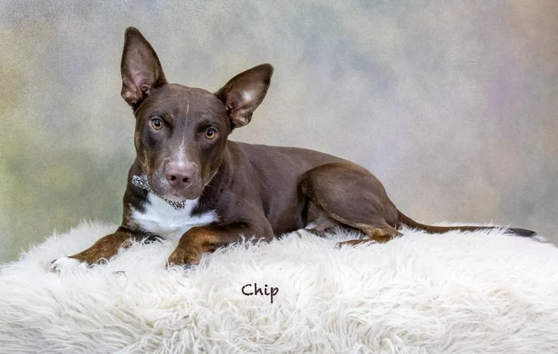 A young medium-sized male Labrador Retriever dog named Chip for adoption in Hot Springs Village, AR