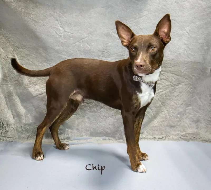 Chip thumbnail 2