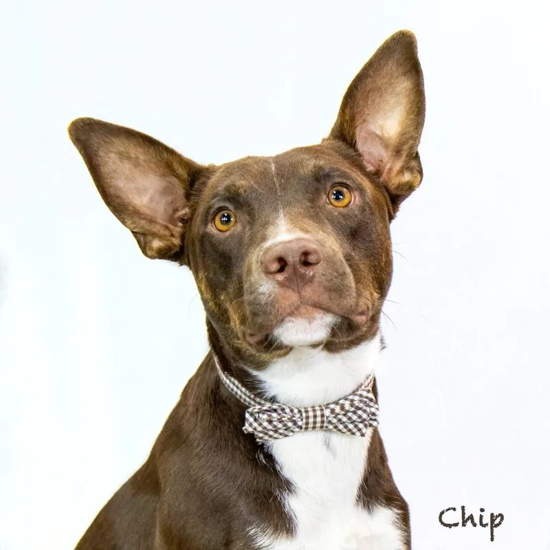 Chip thumbnail 4