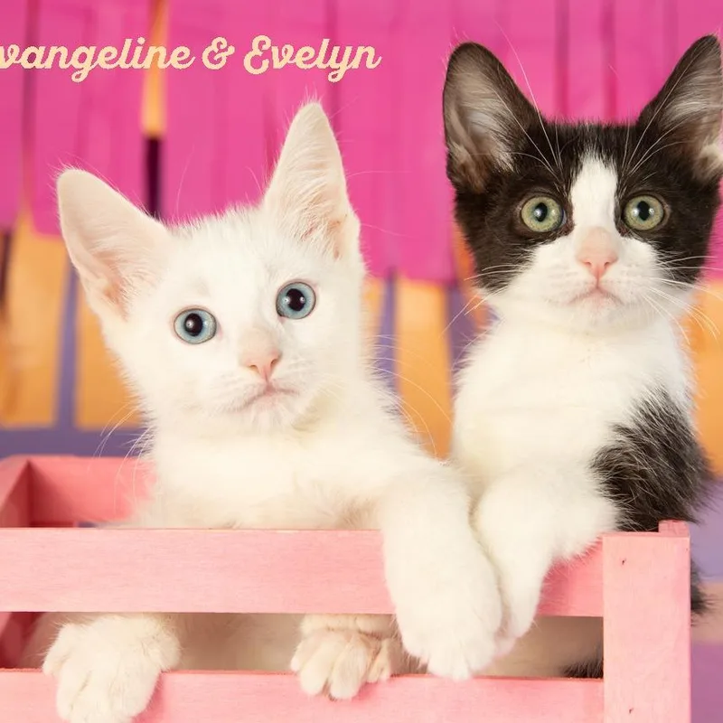 Evangeline thumbnail 2