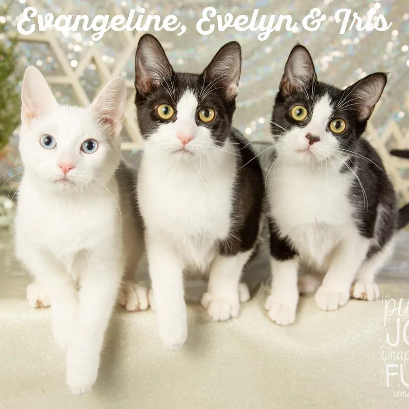 Evangeline thumbnail 6