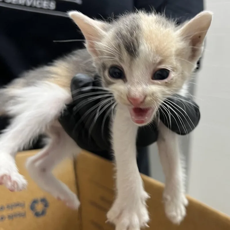 A baby small-sized female Calico Domestic Short Hair cat named Kimchi for adoption in Lufkin, TX