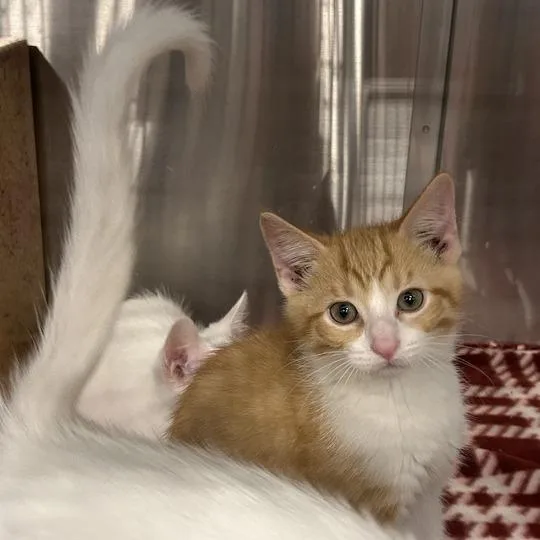 A baby small-sized male Orange / Red Domestic Short Hair cat named Samson for adoption in Davenport, IA