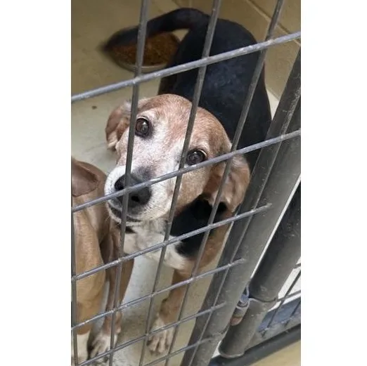 An adult medium-sized male Brown / Chocolate Hound dog named Sammy Lammy for adoption in Clarksville, VA