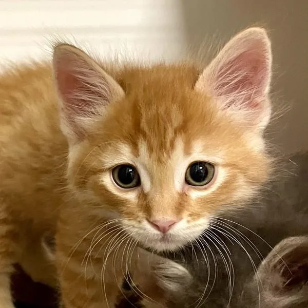 A baby small-sized male Domestic Medium Hair cat named Cameroon for adoption in Walnut Creek, CA