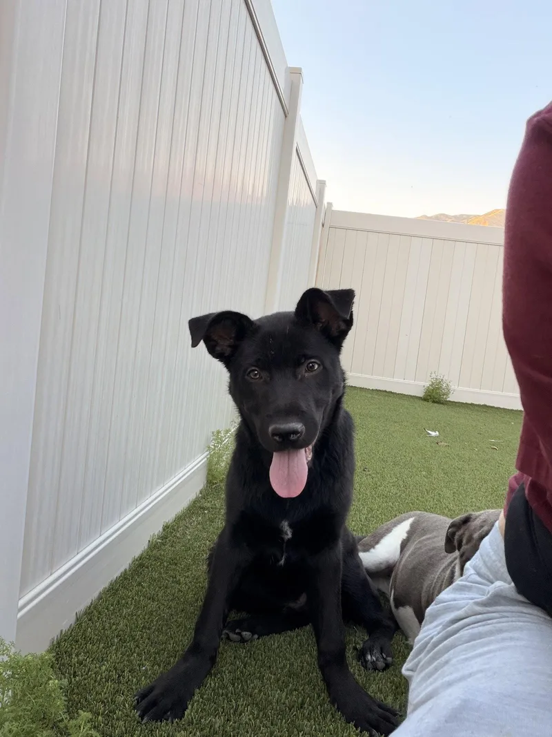 An adult medium-sized male Labrador Retriever dog named Winchester for adoption in Roseville, CA